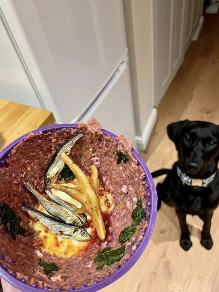 Bol D'enrichissement Et De Léchage LickiMat Wobble - Violet 7 Bol D'enrichissement Et De Léchage LickiMat Wobble - Violet – Image 5