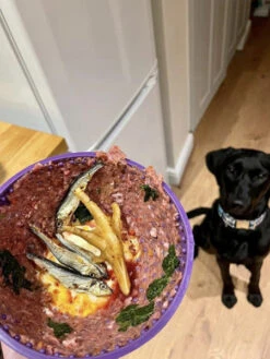 Bol D'enrichissement Et De Léchage LickiMat Wobble - Violet 11 Bol D'enrichissement Et De Léchage LickiMat Wobble - Violet -Animalerie Lickimat tapis lechage occupation chien wobble violet 4