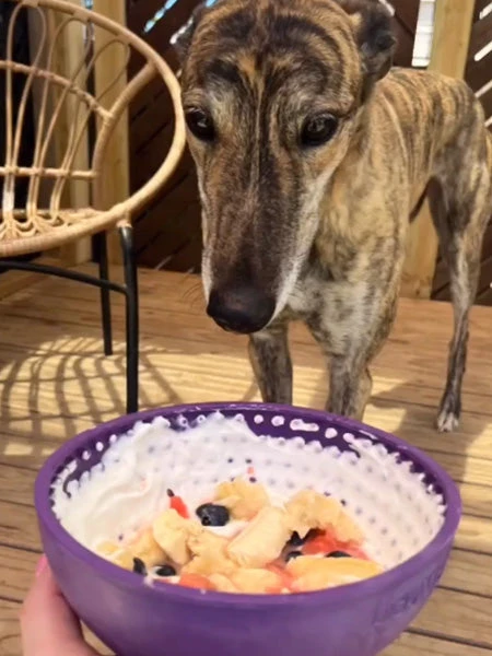 Bol D'enrichissement Et De Léchage LickiMat Wobble - Violet 4 Bol D'enrichissement Et De Léchage LickiMat Wobble - Violet – Image 2