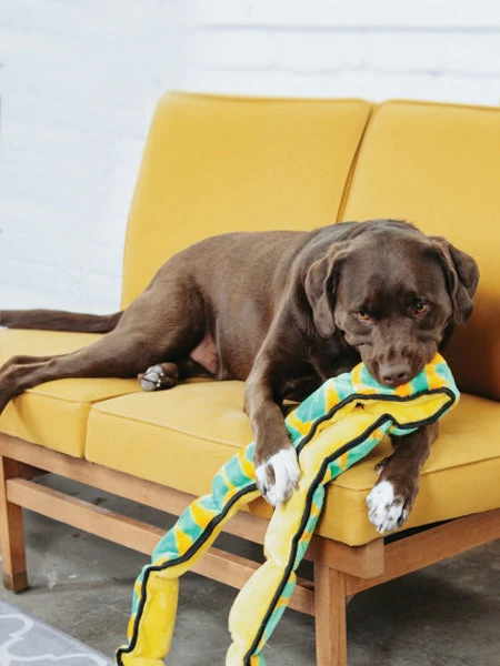 Peluche Résistante Pour Chien - Invicibles Snake XXL - Outward Hound 4 Peluche Résistante Pour Chien - Invicibles Snake XXL - Outward Hound – Image 2