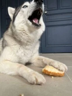 Barres De Fromage De Yak Soufflé - Offre Limitée 2+1 Offert -Animalerie Pawfect friandise fromage yak chien puff bars 5 162df9e5 d669 4335 aaf7 61e11f0527d1