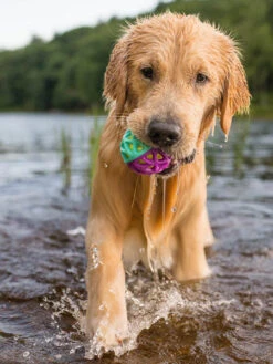 Balle Pour Chien Go-Go Astro Ball - Nebula - Pet PLAY