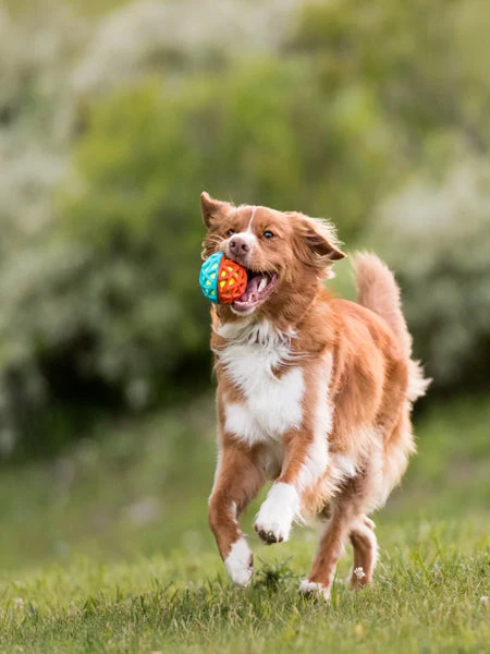 Balle Pour Chien Go-Go Astro Ball - Flare - Pet PLAY 4 Balle Pour Chien Go-Go Astro Ball - Flare - Pet PLAY – Image 2