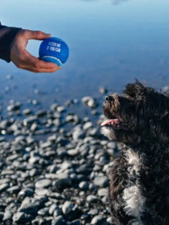 Lot De 4 Balles De Tennis Pour Chien - Pet PLAY -Animalerie Pet play lot 4 balle tennis pour chien 1