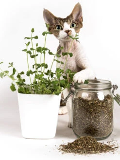 Jouet Pour Chat à L'herbe à Chat En Coton Biologique - Balle -Animalerie Profeline jouet pour chat herbe a chat catnip poulet 6 c0a1880d e8a3 447f 865d 5692735a18d6