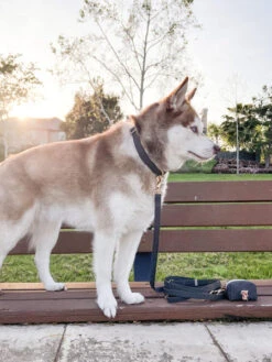 Collier Waterproof Cloud Pour Chien - Noir - Shop Sunny Tails