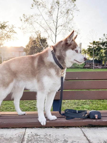 Collier Waterproof Cloud Pour Chien - Noir - Shop Sunny Tails 3 Collier Waterproof Cloud Pour Chien - Noir - Shop Sunny Tails