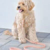 Laisse Waterproof Cloud Pour Chien - Pêche - Shop Sunny Tails
