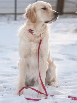 Laisse Waterproof Cloud Pour Chien - Mûre - Shop Sunny Tails -Animalerie Shop sunnytails laisse waterproof pour chien rose fushia 2