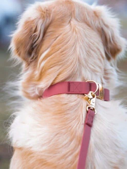 Laisse Waterproof Cloud Pour Chien - Mûre - Shop Sunny Tails -Animalerie Shop sunnytails laisse waterproof pour chien rose fushia 3