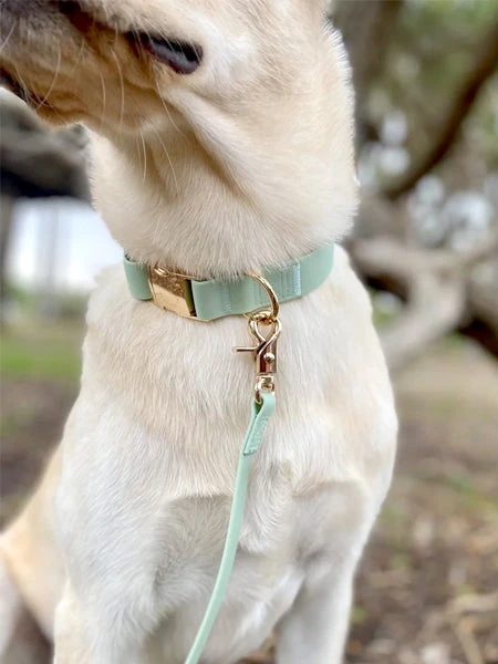 Collier Waterproof Cloud Pour Chien - Pistache - Shop Sunny Tails 4 Collier Waterproof Cloud Pour Chien - Pistache - Shop Sunny Tails – Image 2