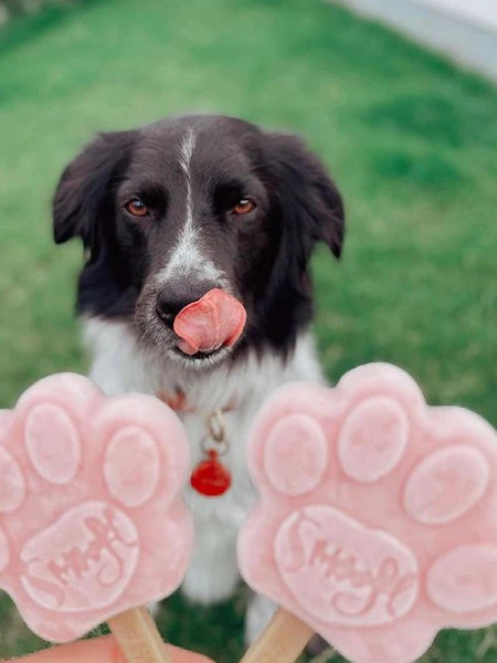 Moule à Glaces Pour Chien - Taille M - Smoofl 7 Moule à Glaces Pour Chien - Taille M - Smoofl – Image 5