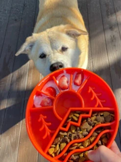 Gamelle D'enrichissement - Montagne - SodaPup -Animalerie SodaPup gamelle interactif pour chien chiot GREAT OUTDOORS EBOWL 2 1