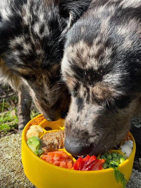 Gamelle D'enrichissement - Ruche - SodaPup 4 Gamelle D'enrichissement - Ruche - SodaPup – Image 2