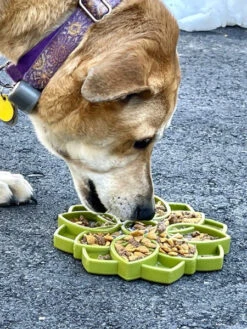 Gamelle D'enrichissement - Mandala - Vert - SodaPup -Animalerie SodaPup jouet enrichissement etray pour chien chiot mandala vert 1