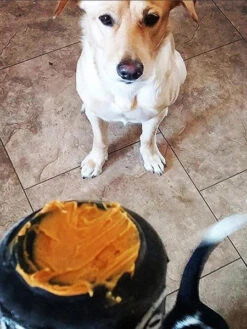 Jouet Occupation Pour Chien - Canette Noire - SodaPup -Animalerie SodaPup jouet interactif pour chien chiot canette noir 1