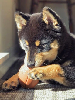 Jouet Occupation Pour Chien - Ballon De Football US - SodaPup -Animalerie SodaPup jouet interactif pour chien chiot football us 6