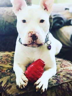 Jouet Occupation Pour Chien - Grenade - SodaPup -Animalerie SodaPup jouet interactif pour chien chiot grenade rouge k9 4