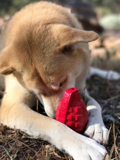 Jouet Occupation Pour Chien - Grenade - SodaPup -Animalerie SodaPup jouet interactif pour chien chiot grenade rouge k9 6