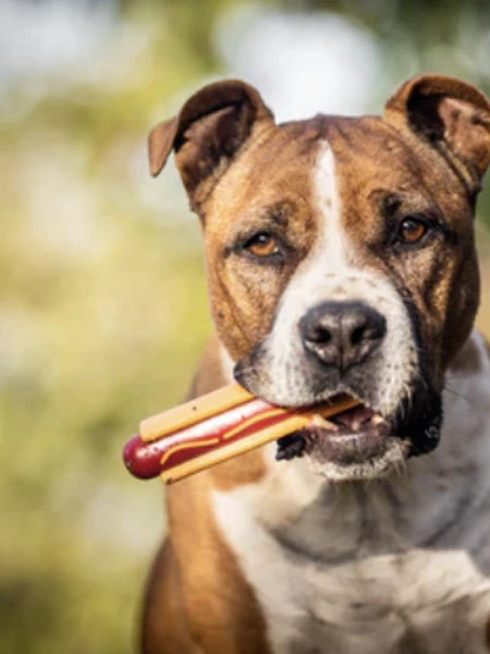 Jouet à Mâcher - Hot Dog - SodaPup 3 Jouet à Mâcher - Hot Dog - SodaPup