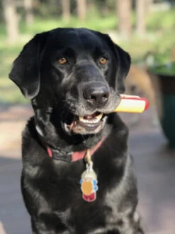 Jouet à Mâcher - Hot Dog - SodaPup 7 Jouet à Mâcher - Hot Dog - SodaPup -Animalerie SodaPup jouet interactif pour chien chiot hot dog nylon 2 1