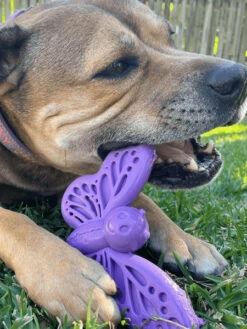 Jouet à Mâcher Ou à Lécher Pour Chien - Papillon - SodaPup 11 Jouet à Mâcher Ou à Lécher Pour Chien - Papillon - SodaPup -Animalerie SodaPup jouet interactif pour chien chiot papillon 3