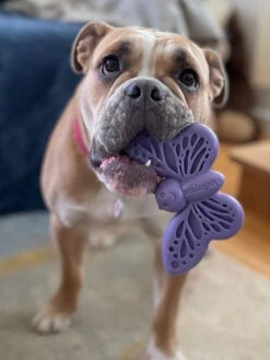 Jouet à Mâcher Ou à Lécher Pour Chien - Papillon - SodaPup 10 Jouet à Mâcher Ou à Lécher Pour Chien - Papillon - SodaPup -Animalerie SodaPup jouet interactif pour chien chiot papillon 4