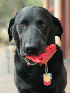 Jouet à Mâcher Ou à Lécher Pour Chien - Tarte à La Cerise - SodaPup -Animalerie SodaPup jouet interactif pour chien chiot tarte 4