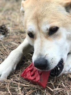 Jouet à Mâcher Ou à Lécher Pour Chien - Tarte à La Cerise - SodaPup -Animalerie SodaPup jouet interactif pour chien chiot tarte 5