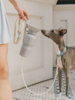 Gourde Pour Chien Avec Distributeur D’eau - Large (65 Cl) Gris - Springer -Animalerie Springer gourde distributeur eau voyage chien gris