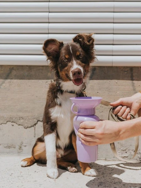 Gourde Pour Chien Avec Distributeur D’eau - Large (65 Cl) Lila - Springer 4 Gourde Pour Chien Avec Distributeur D’eau - Large (65 Cl) Lila - Springer – Image 2