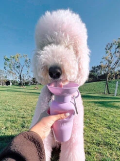 Gourde Pour Chien Avec Distributeur D’eau - Large (65 Cl) Lila - Springer 10 Gourde Pour Chien Avec Distributeur D’eau - Large (65 Cl) Lila - Springer -Animalerie Springer gourde distributeur eau voyage chien violet