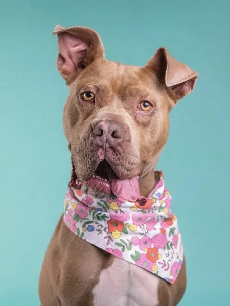 Bandana Pour Chien - Motif Fleuri Blossom - The Paws 4 Bandana Pour Chien - Motif Fleuri Blossom - The Paws – Image 2