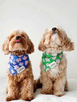 Bandana Pour Chien - Motif Stardust 🌺 - The Paws -Animalerie The Paws bandana pour chien Stardust 2