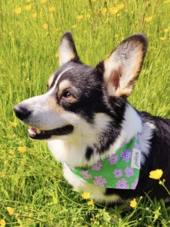 Animalerie -Animalerie The Paws bandana pour chien Ziggy 1