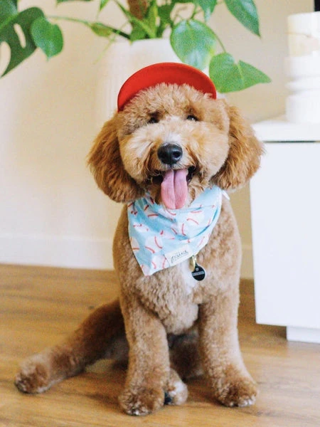 Bandana Pour Chien - Motif Baseball ⚾ - The Paws 3 Bandana Pour Chien - Motif Baseball ⚾ - The Paws