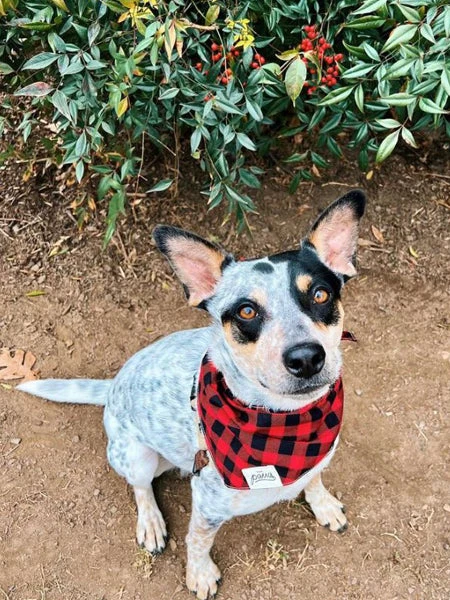 Bandana Pour Chien - Motif Bûcheron - The Paws 4 Bandana Pour Chien - Motif Bûcheron - The Paws – Image 2