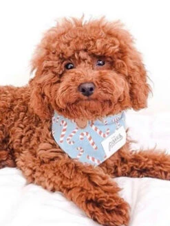 Bandana De Noël Pour Chien - Motif Candyland Bleu - The Paws -Animalerie The Paws bandana pour chien candyland bleu 1