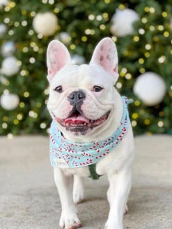 Animalerie -Animalerie The Paws bandana pour chien candyland bleu