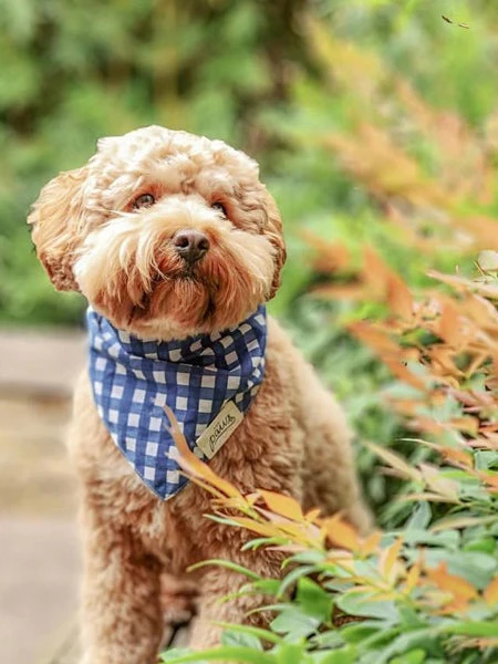 Bandana Pour Chien - Motif Carreaux Bleus - The Paws 4 Bandana Pour Chien - Motif Carreaux Bleus - The Paws – Image 2