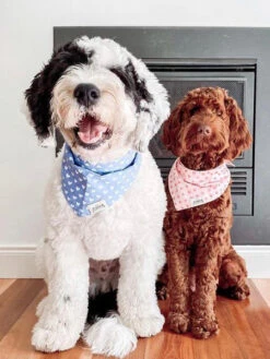 Bandana Pour Chien - Motif Coeur Bleu - The Paws 7 Bandana Pour Chien - Motif Coeur Bleu - The Paws -Animalerie The Paws bandana pour chien coeur 2