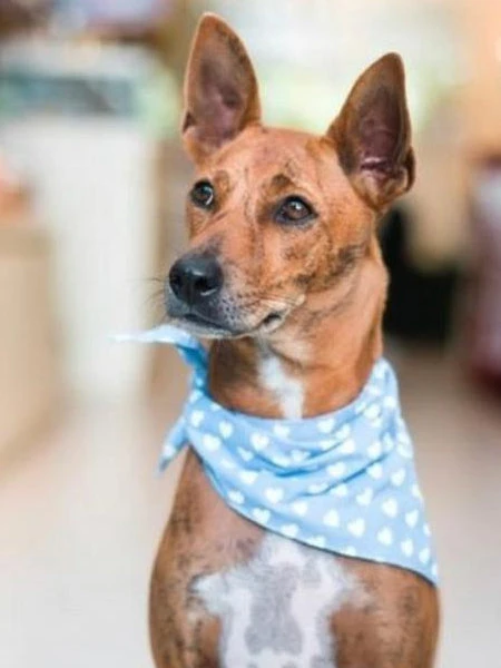 Bandana Pour Chien - Motif Coeur Bleu - The Paws 4 Bandana Pour Chien - Motif Coeur Bleu - The Paws – Image 2