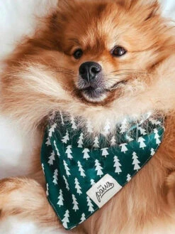 Bandana Pour Chien - Motif Forest Sapin - The Paws 6 Bandana Pour Chien - Motif Forest Sapin - The Paws -Animalerie The Paws bandana pour chien forest 1