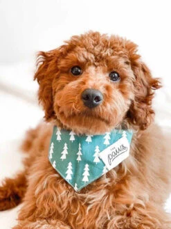 Bandana Pour Chien - Motif Forest Sapin - The Paws 7 Bandana Pour Chien - Motif Forest Sapin - The Paws -Animalerie The Paws bandana pour chien forest 2