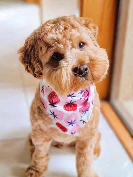 Bandana Pour Chien - Motif Fraise - The Paws 4 Bandana Pour Chien - Motif Fraise - The Paws – Image 2