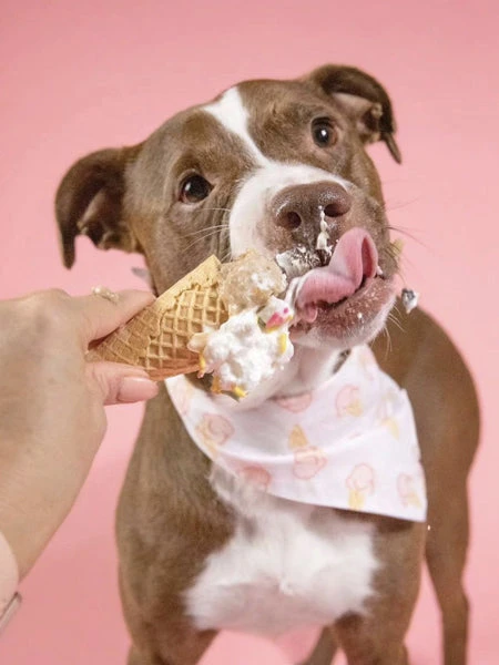 Bandana Pour Chien - Motif Ice Cream 🍦 - The Paws 4 Bandana Pour Chien - Motif Ice Cream 🍦 - The Paws – Image 2