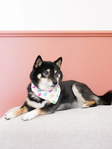 Bandana Pour Chien - Motif Gummi 🧸 - The Paws 4 Bandana Pour Chien - Motif Gummi 🧸 - The Paws – Image 2