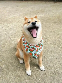 Bandana Pour Chien - Motif Pastèque 🍉 - The Paws -Animalerie The Paws bandana pour chien melon pasteque 1 1