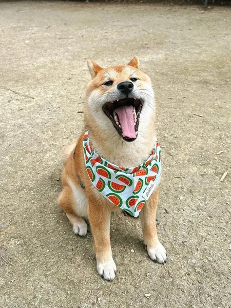 Bandana Pour Chien - Motif Pastèque 🍉 - The Paws 4 Bandana Pour Chien - Motif Pastèque 🍉 - The Paws – Image 2