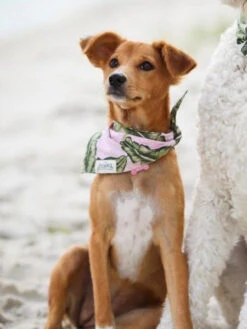 Bandana Pour Chien - Motif Splash Of Pink - The Paws -Animalerie The Paws bandana pour chien splash of pink 3 1
